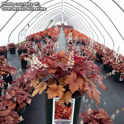 Heucherella 'Buttered Rum'