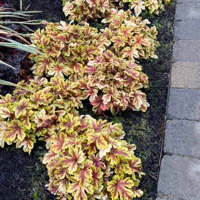 Heucherella 'Firecracker'