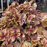 Heucherella 'Firecracker'