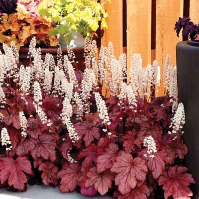 Heucherella 'Peach Tea'