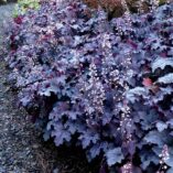 Heucherella 'Plum Cascade'