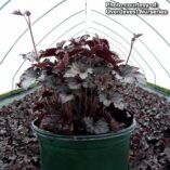 Heucherella 'Plum Cascade'