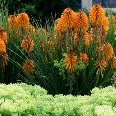 Kniphofia POCO™ 'Orange'