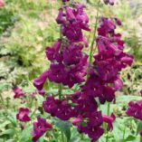 Penstemon CHA CHA™ 'Purple'