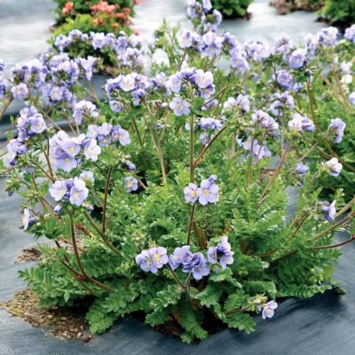 Polemonium 'Hurricane Ridge'