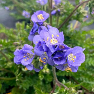 Polemonium 'Hurricane Ridge'