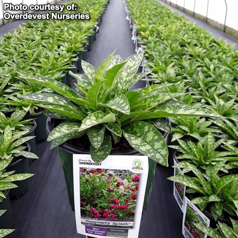 Pulmonaria ‘Raspberry Splash’ TERRA NOVA® Nurseries, Inc.