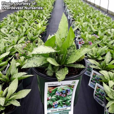 Pulmonaria 'Silver Bouquet'