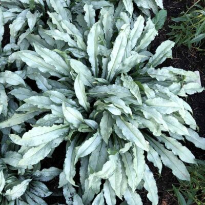 Pulmonaria 'Silver Scimitar'