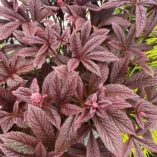 Rodgersia 'Bronze Peacock'