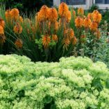 Sedum 'Crystal Pink'