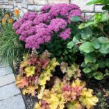 Sedum 'Mr. Goodbud'