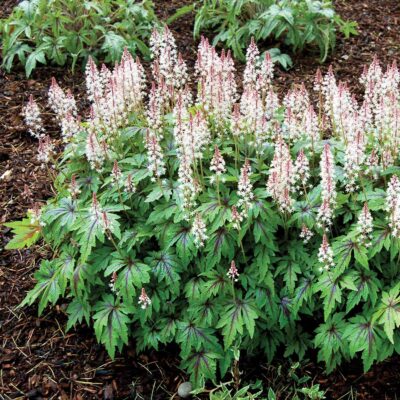 Tiarella 'Sugar and Spice'