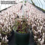 Tiarella SYLVAN™ 'Lace'