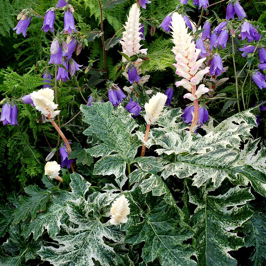 Acanthus 'Whitewater'