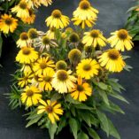Echinacea 'Sunrush'