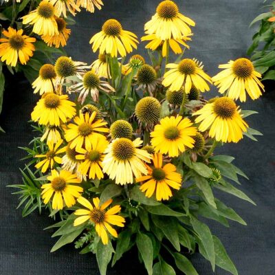 Echinacea 'Sunrush'