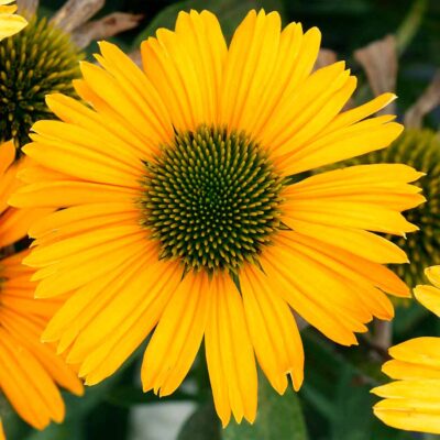 Echinacea 'Sunrush'