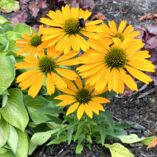 Echinacea 'Sunrush'