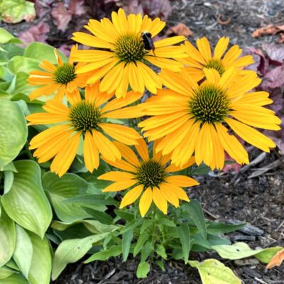 Echinacea 'Sunrush'