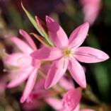 Hesperantha ROULETTE™ 'Pink'