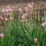 Hesperantha ROULETTE™ 'Pink'