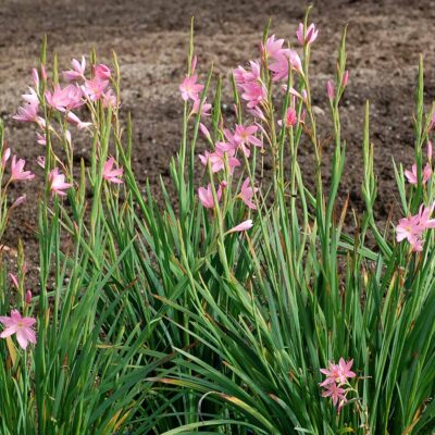 Hesperantha ROULETTE™ 'Pink'