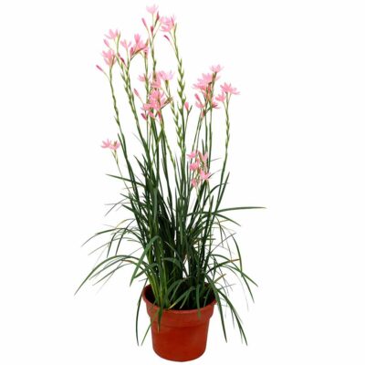 Hesperantha ROULETTE™ 'Pink'