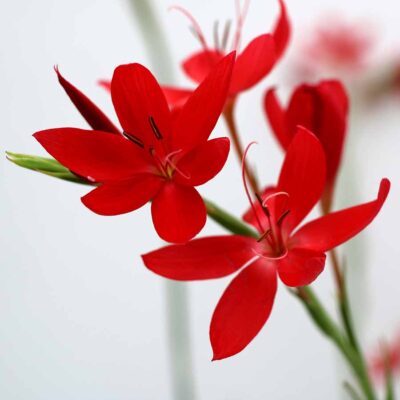 Hesperantha ROULETTE™ 'Red'