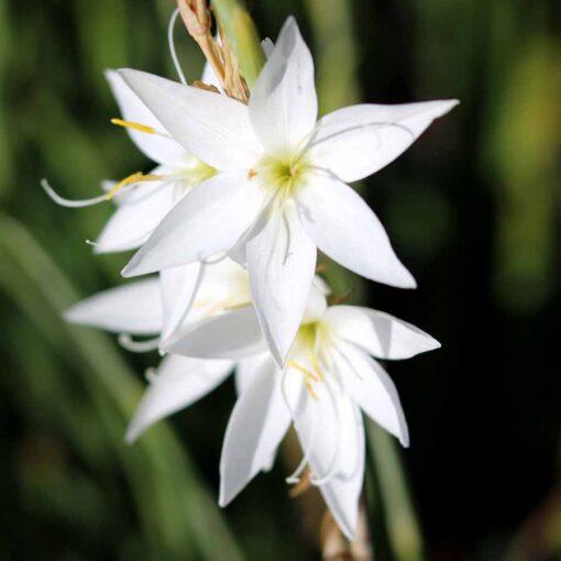 Hesperantha ROULETTE™ 'White'