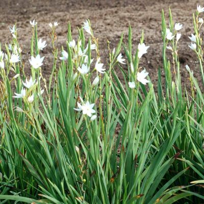 Hesperantha ROULETTE™ 'White'