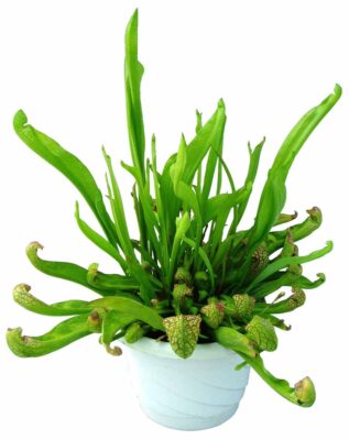 Sarracenia ‘Scarlet Belle’ | TERRA NOVA® Nurseries, Inc.