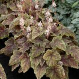 Tiarella 'Majestic Mist'