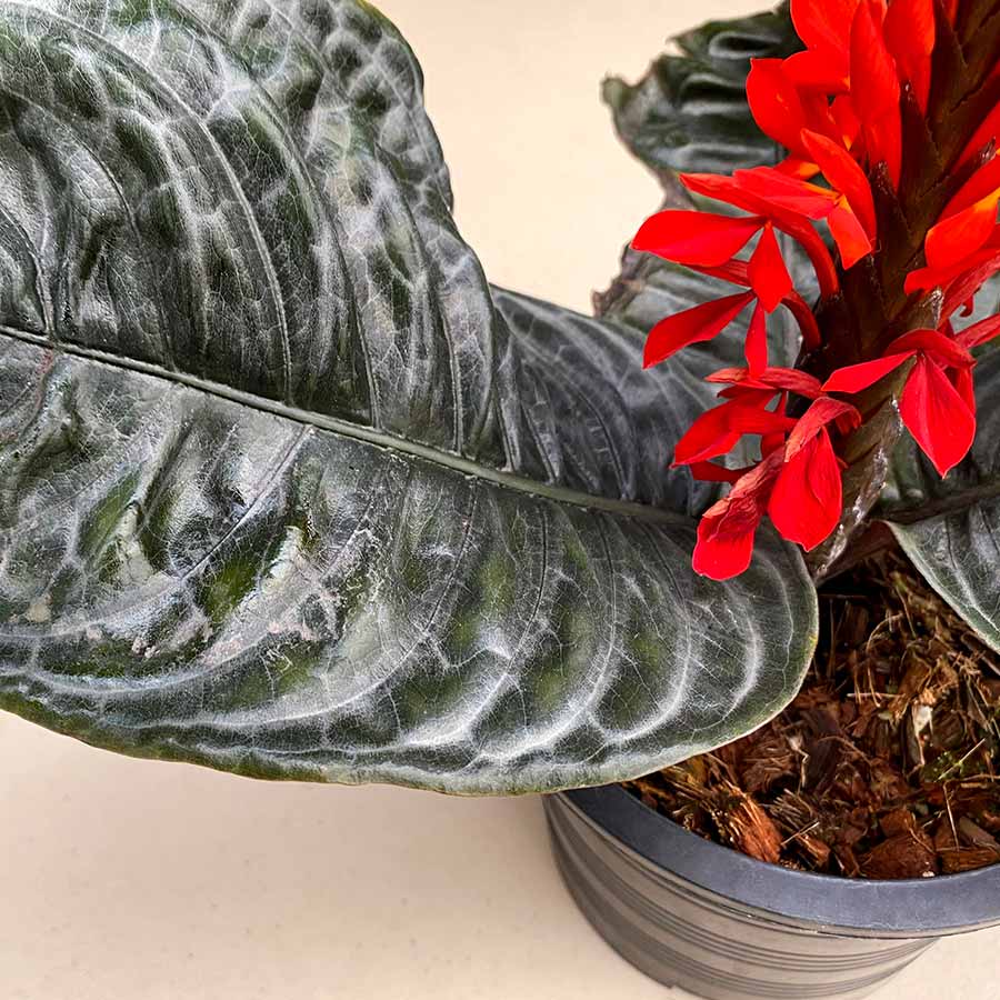 Aphelandra NOVA® 'Fuego'