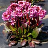 Bergenia VINTAGE™ 'Bouquet'