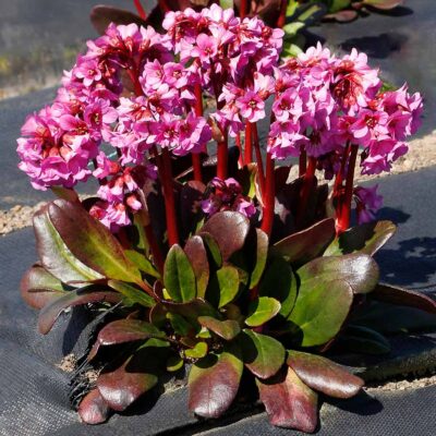 Bergenia VINTAGE™ 'Bouquet'