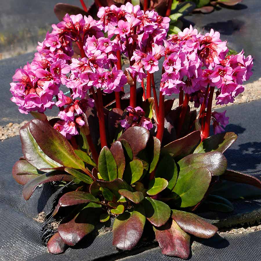 Bergenia VINTAGE™ 'Rose'