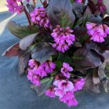 Bergenia VINTAGE™ 'Bouquet'