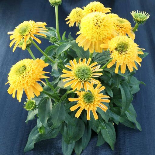 Echinacea DELIGHTFUL™ 'Gold'