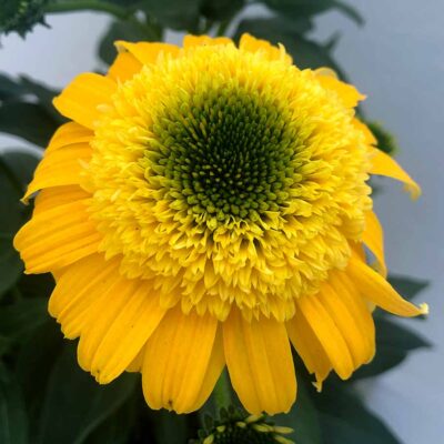 Echinacea DELIGHTFUL™ 'Gold'