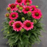 Echinacea DELIGHTFUL™ 'Radiance'