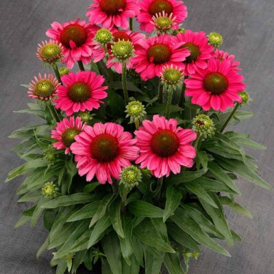 Echinacea DELIGHTFUL™ 'Radiance'