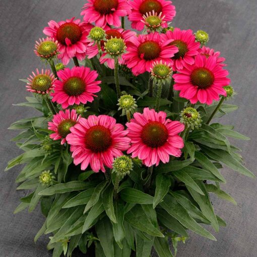 Echinacea DELIGHTFUL™ 'Radiance'