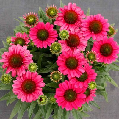 Echinacea DELIGHTFUL™ 'Radiance'