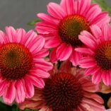 Echinacea DELIGHTFUL™ 'Radiance'