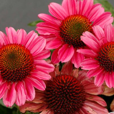 Echinacea DELIGHTFUL™ 'Radiance'