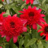 Echinacea DELIGHTFUL™ 'Sangria'