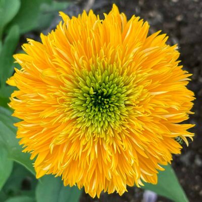 Echinacea DELIGHTFUL™ 'Sol'
