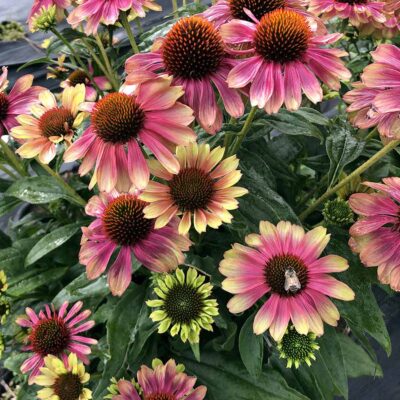 Echinacea KISMET® 'Pink Lemonade'