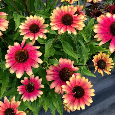 Echinacea KISMET® 'Pink Lemonade'